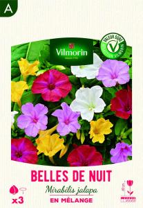 Belles de nuit Mirabilis Jalapa en Mélange (x3)